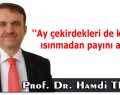 Ay çekirdekleri de küresel ısınmadan payını aldı!