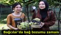 Bağcılar’da bağ bozumu zamanı