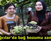 Bağcılar’da bağ bozumu zamanı