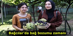 Bağcılar’da bağ bozumu zamanı