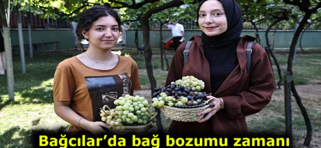 Bağcılar’da bağ bozumu zamanı