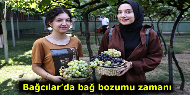 Bağcılar’da bağ bozumu zamanı