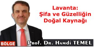 Lavanta: Şifa ve Güzelliğin Doğal Kaynağı