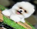 Pomeranian Boo – Küçük Boyutta Büyük Sevgi
